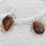 bed-bug-extermination-bedbugs-on-a-bed-sheet-bed-bug-eradication-companies