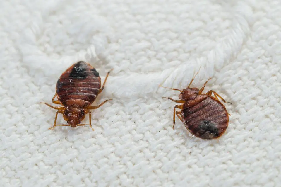 bed-bug-extermination-bedbugs-on-a-bed-sheet-bed-bug-eradication-companies