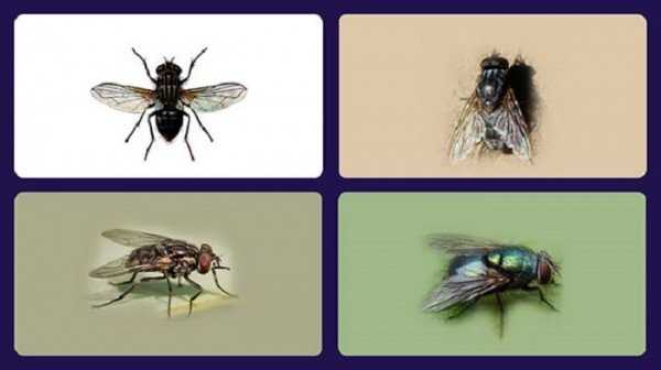 Как бороться с мухами в квартире — эффективные средства