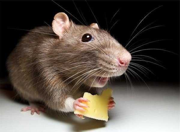 Как избавиться от крыс в доме или квартире?