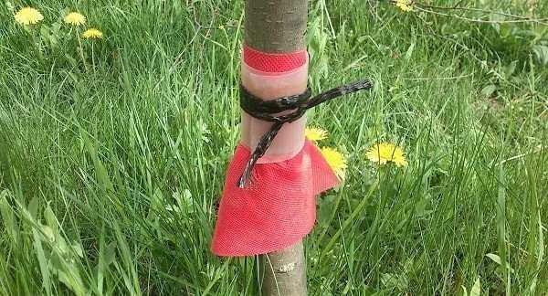 Как сделать ловчие пояса для плодовых деревьев своими руками? Простая защита деревьев от вредителей