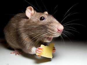 Как избавиться от мышей в частном доме — домашние рецепты и испытанные средства