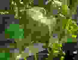 огурцы пропадают от корня что делать. Смотреть фото огурцы пропадают от корня что делать. Смотреть картинку огурцы пропадают от корня что делать. Картинка про огурцы пропадают от корня что делать. Фото огурцы пропадают от корня что делать огурцы пропадают от корня что делать. Смотреть фото огурцы пропадают от корня что делать. Смотреть картинку огурцы пропадают от корня что делать. Картинка про огурцы пропадают от корня что делать. Фото огурцы пропадают от корня что делать