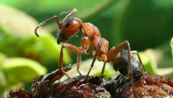 Какими средствами и методами пользоваться если муравьи завелись в доме