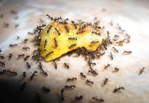 Борная кислота от муравьев – эффективность народных рецептов