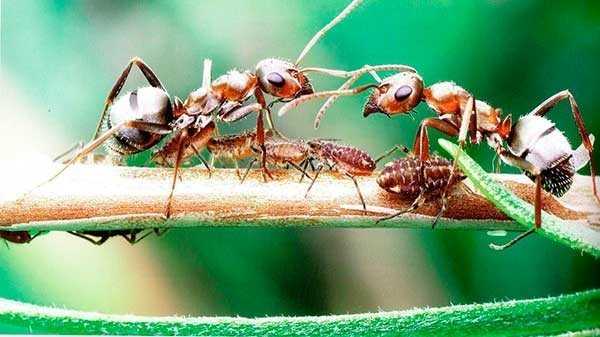 Как вывести муравьев которые завелись на деревьях