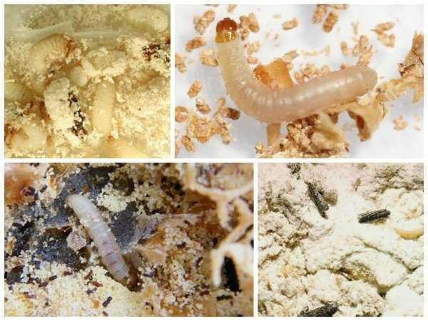 Как выглядят личинки моли (фото) и как как избавиться от них