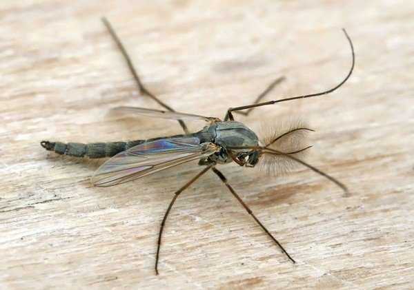 Что представляют комары-звонцы (дергуны) и опасен ли насекомый