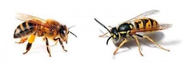 Как отличить пчелу от осы: основные различия