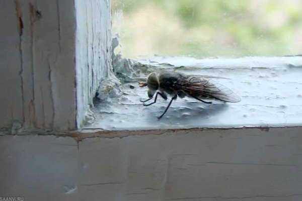 Как избавиться от мух в загородном доме