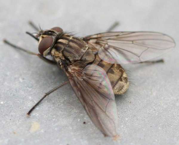 По каким причинам избавляются от мух, тараканов и крыс