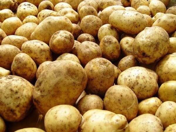 Как избавиться от картофельной моли: методы борьбы и профилактика