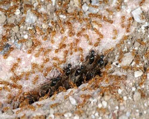 Желтые муравьи – как отвоевать свою территорию