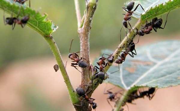 Как избавиться от муравьев в теплице: причины появления вредителя