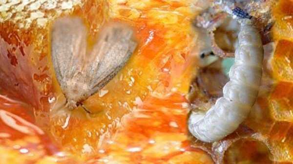 Как выглядят личинки моли (фото) и как как избавиться от них