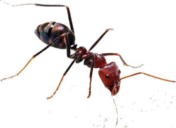 Как правильно и быстро побороть муравьев на даче