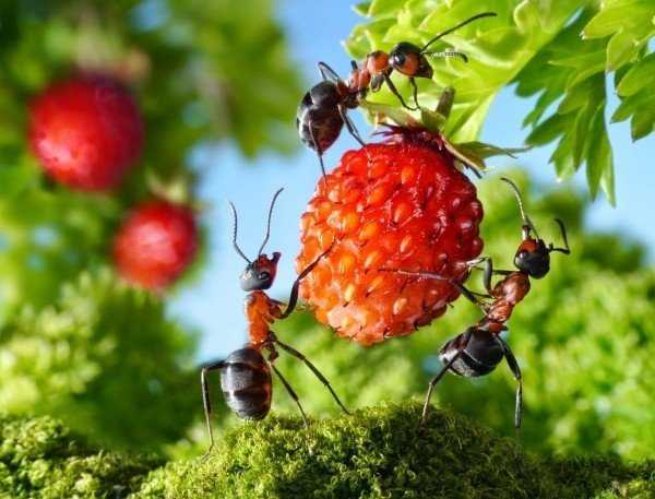 Как избавиться самостоятельно от муравьев в огороде – лучшие рецепты