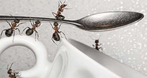 Домашние муравьи: как избавиться от них?