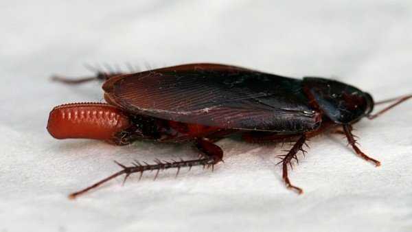 Как размножаются тараканы – особенности, скорость, секреты