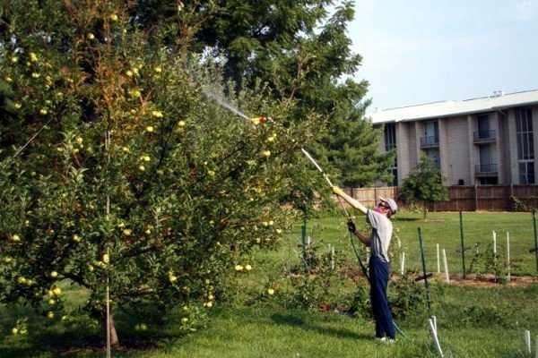 Вредная деятельность тли на плодовых деревьях летом