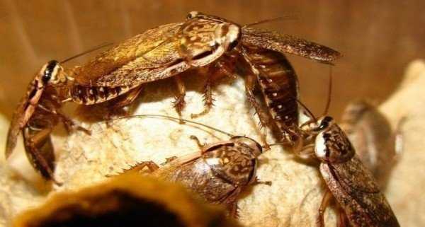 10 мест откуда могут заползти тараканы в дом