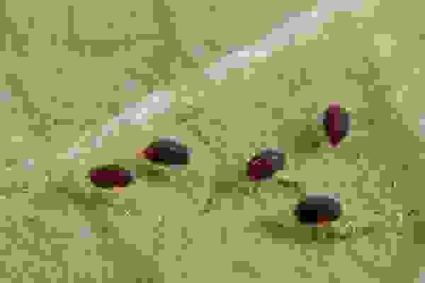 ΠΎΠ³ΡΡΡΡ ΡΠ΅ΡΠ½ΡΠ΅ ΠΌΠ°Π»Π΅Π½ΡΠΊΠΈΠ΅ Π±ΡΠΊΠ°ΡΠΊΠΈ. Π‘ΠΌΠΎΡΡΠ΅ΡΡ ΡΠΎΡΠΎ ΠΎΠ³ΡΡΡΡ ΡΠ΅ΡΠ½ΡΠ΅ ΠΌΠ°Π»Π΅Π½ΡΠΊΠΈΠ΅ Π±ΡΠΊΠ°ΡΠΊΠΈ. Π‘ΠΌΠΎΡΡΠ΅ΡΡ ΠΊΠ°ΡΡΠΈΠ½ΠΊΡ ΠΎΠ³ΡΡΡΡ ΡΠ΅ΡΠ½ΡΠ΅ ΠΌΠ°Π»Π΅Π½ΡΠΊΠΈΠ΅ Π±ΡΠΊΠ°ΡΠΊΠΈ. ΠΠ°ΡΡΠΈΠ½ΠΊΠ° ΠΏΡΠΎ ΠΎΠ³ΡΡΡΡ ΡΠ΅ΡΠ½ΡΠ΅ ΠΌΠ°Π»Π΅Π½ΡΠΊΠΈΠ΅ Π±ΡΠΊΠ°ΡΠΊΠΈ. Π€ΠΎΡΠΎ ΠΎΠ³ΡΡΡΡ ΡΠ΅ΡΠ½ΡΠ΅ ΠΌΠ°Π»Π΅Π½ΡΠΊΠΈΠ΅ Π±ΡΠΊΠ°ΡΠΊΠΈ ΠΎΠ³ΡΡΡΡ ΡΠ΅ΡΠ½ΡΠ΅ ΠΌΠ°Π»Π΅Π½ΡΠΊΠΈΠ΅ Π±ΡΠΊΠ°ΡΠΊΠΈ. Π‘ΠΌΠΎΡΡΠ΅ΡΡ ΡΠΎΡΠΎ ΠΎΠ³ΡΡΡΡ ΡΠ΅ΡΠ½ΡΠ΅ ΠΌΠ°Π»Π΅Π½ΡΠΊΠΈΠ΅ Π±ΡΠΊΠ°ΡΠΊΠΈ. Π‘ΠΌΠΎΡΡΠ΅ΡΡ ΠΊΠ°ΡΡΠΈΠ½ΠΊΡ ΠΎΠ³ΡΡΡΡ ΡΠ΅ΡΠ½ΡΠ΅ ΠΌΠ°Π»Π΅Π½ΡΠΊΠΈΠ΅ Π±ΡΠΊΠ°ΡΠΊΠΈ. ΠΠ°ΡΡΠΈΠ½ΠΊΠ° ΠΏΡΠΎ ΠΎΠ³ΡΡΡΡ ΡΠ΅ΡΠ½ΡΠ΅ ΠΌΠ°Π»Π΅Π½ΡΠΊΠΈΠ΅ Π±ΡΠΊΠ°ΡΠΊΠΈ. Π€ΠΎΡΠΎ ΠΎΠ³ΡΡΡΡ ΡΠ΅ΡΠ½ΡΠ΅ ΠΌΠ°Π»Π΅Π½ΡΠΊΠΈΠ΅ Π±ΡΠΊΠ°ΡΠΊΠΈ