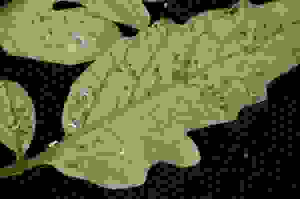 ΠΎΠ³ΡΡΡΡ ΡΠ΅ΡΠ½ΡΠ΅ ΠΌΠ°Π»Π΅Π½ΡΠΊΠΈΠ΅ Π±ΡΠΊΠ°ΡΠΊΠΈ. Π‘ΠΌΠΎΡΡΠ΅ΡΡ ΡΠΎΡΠΎ ΠΎΠ³ΡΡΡΡ ΡΠ΅ΡΠ½ΡΠ΅ ΠΌΠ°Π»Π΅Π½ΡΠΊΠΈΠ΅ Π±ΡΠΊΠ°ΡΠΊΠΈ. Π‘ΠΌΠΎΡΡΠ΅ΡΡ ΠΊΠ°ΡΡΠΈΠ½ΠΊΡ ΠΎΠ³ΡΡΡΡ ΡΠ΅ΡΠ½ΡΠ΅ ΠΌΠ°Π»Π΅Π½ΡΠΊΠΈΠ΅ Π±ΡΠΊΠ°ΡΠΊΠΈ. ΠΠ°ΡΡΠΈΠ½ΠΊΠ° ΠΏΡΠΎ ΠΎΠ³ΡΡΡΡ ΡΠ΅ΡΠ½ΡΠ΅ ΠΌΠ°Π»Π΅Π½ΡΠΊΠΈΠ΅ Π±ΡΠΊΠ°ΡΠΊΠΈ. Π€ΠΎΡΠΎ ΠΎΠ³ΡΡΡΡ ΡΠ΅ΡΠ½ΡΠ΅ ΠΌΠ°Π»Π΅Π½ΡΠΊΠΈΠ΅ Π±ΡΠΊΠ°ΡΠΊΠΈ ΠΎΠ³ΡΡΡΡ ΡΠ΅ΡΠ½ΡΠ΅ ΠΌΠ°Π»Π΅Π½ΡΠΊΠΈΠ΅ Π±ΡΠΊΠ°ΡΠΊΠΈ. Π‘ΠΌΠΎΡΡΠ΅ΡΡ ΡΠΎΡΠΎ ΠΎΠ³ΡΡΡΡ ΡΠ΅ΡΠ½ΡΠ΅ ΠΌΠ°Π»Π΅Π½ΡΠΊΠΈΠ΅ Π±ΡΠΊΠ°ΡΠΊΠΈ. Π‘ΠΌΠΎΡΡΠ΅ΡΡ ΠΊΠ°ΡΡΠΈΠ½ΠΊΡ ΠΎΠ³ΡΡΡΡ ΡΠ΅ΡΠ½ΡΠ΅ ΠΌΠ°Π»Π΅Π½ΡΠΊΠΈΠ΅ Π±ΡΠΊΠ°ΡΠΊΠΈ. ΠΠ°ΡΡΠΈΠ½ΠΊΠ° ΠΏΡΠΎ ΠΎΠ³ΡΡΡΡ ΡΠ΅ΡΠ½ΡΠ΅ ΠΌΠ°Π»Π΅Π½ΡΠΊΠΈΠ΅ Π±ΡΠΊΠ°ΡΠΊΠΈ. Π€ΠΎΡΠΎ ΠΎΠ³ΡΡΡΡ ΡΠ΅ΡΠ½ΡΠ΅ ΠΌΠ°Π»Π΅Π½ΡΠΊΠΈΠ΅ Π±ΡΠΊΠ°ΡΠΊΠΈ