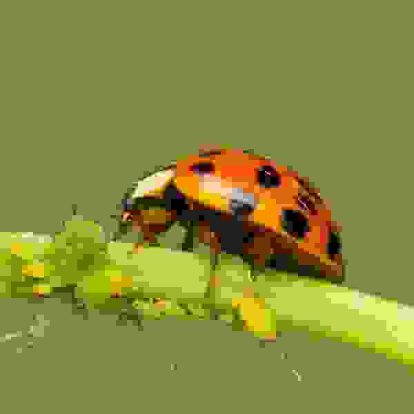 ΠΊΠ°ΠΊ ΡΠ½ΠΈΡΡΠΎΠΆΠΈΡΡ ΡΠ»Ρ Π½Π° ΠΎΠ³ΡΡΡΠ°Ρ
Π² Π΄ΠΎΠΌΠ°ΡΠ½ΠΈΡ
ΡΡΠ»ΠΎΠ²ΠΈΡΡ
. Π‘ΠΌΠΎΡΡΠ΅ΡΡ ΡΠΎΡΠΎ ΠΊΠ°ΠΊ ΡΠ½ΠΈΡΡΠΎΠΆΠΈΡΡ ΡΠ»Ρ Π½Π° ΠΎΠ³ΡΡΡΠ°Ρ
Π² Π΄ΠΎΠΌΠ°ΡΠ½ΠΈΡ
ΡΡΠ»ΠΎΠ²ΠΈΡΡ
. Π‘ΠΌΠΎΡΡΠ΅ΡΡ ΠΊΠ°ΡΡΠΈΠ½ΠΊΡ ΠΊΠ°ΠΊ ΡΠ½ΠΈΡΡΠΎΠΆΠΈΡΡ ΡΠ»Ρ Π½Π° ΠΎΠ³ΡΡΡΠ°Ρ
Π² Π΄ΠΎΠΌΠ°ΡΠ½ΠΈΡ
ΡΡΠ»ΠΎΠ²ΠΈΡΡ
. ΠΠ°ΡΡΠΈΠ½ΠΊΠ° ΠΏΡΠΎ ΠΊΠ°ΠΊ ΡΠ½ΠΈΡΡΠΎΠΆΠΈΡΡ ΡΠ»Ρ Π½Π° ΠΎΠ³ΡΡΡΠ°Ρ
Π² Π΄ΠΎΠΌΠ°ΡΠ½ΠΈΡ
ΡΡΠ»ΠΎΠ²ΠΈΡΡ
. Π€ΠΎΡΠΎ ΠΊΠ°ΠΊ ΡΠ½ΠΈΡΡΠΎΠΆΠΈΡΡ ΡΠ»Ρ Π½Π° ΠΎΠ³ΡΡΡΠ°Ρ
Π² Π΄ΠΎΠΌΠ°ΡΠ½ΠΈΡ
ΡΡΠ»ΠΎΠ²ΠΈΡΡ
ΠΊΠ°ΠΊ ΡΠ½ΠΈΡΡΠΎΠΆΠΈΡΡ ΡΠ»Ρ Π½Π° ΠΎΠ³ΡΡΡΠ°Ρ
Π² Π΄ΠΎΠΌΠ°ΡΠ½ΠΈΡ
ΡΡΠ»ΠΎΠ²ΠΈΡΡ
. Π‘ΠΌΠΎΡΡΠ΅ΡΡ ΡΠΎΡΠΎ ΠΊΠ°ΠΊ ΡΠ½ΠΈΡΡΠΎΠΆΠΈΡΡ ΡΠ»Ρ Π½Π° ΠΎΠ³ΡΡΡΠ°Ρ
Π² Π΄ΠΎΠΌΠ°ΡΠ½ΠΈΡ
ΡΡΠ»ΠΎΠ²ΠΈΡΡ
. Π‘ΠΌΠΎΡΡΠ΅ΡΡ ΠΊΠ°ΡΡΠΈΠ½ΠΊΡ ΠΊΠ°ΠΊ ΡΠ½ΠΈΡΡΠΎΠΆΠΈΡΡ ΡΠ»Ρ Π½Π° ΠΎΠ³ΡΡΡΠ°Ρ
Π² Π΄ΠΎΠΌΠ°ΡΠ½ΠΈΡ
ΡΡΠ»ΠΎΠ²ΠΈΡΡ
. ΠΠ°ΡΡΠΈΠ½ΠΊΠ° ΠΏΡΠΎ ΠΊΠ°ΠΊ ΡΠ½ΠΈΡΡΠΎΠΆΠΈΡΡ ΡΠ»Ρ Π½Π° ΠΎΠ³ΡΡΡΠ°Ρ
Π² Π΄ΠΎΠΌΠ°ΡΠ½ΠΈΡ
ΡΡΠ»ΠΎΠ²ΠΈΡΡ
. Π€ΠΎΡΠΎ ΠΊΠ°ΠΊ ΡΠ½ΠΈΡΡΠΎΠΆΠΈΡΡ ΡΠ»Ρ Π½Π° ΠΎΠ³ΡΡΡΠ°Ρ
Π² Π΄ΠΎΠΌΠ°ΡΠ½ΠΈΡ
ΡΡΠ»ΠΎΠ²ΠΈΡΡ