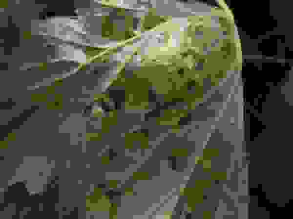 ΠΎΠ³ΡΡΡΡ ΡΠ΅ΡΠ½ΡΠ΅ ΠΌΠ°Π»Π΅Π½ΡΠΊΠΈΠ΅ Π±ΡΠΊΠ°ΡΠΊΠΈ. Π‘ΠΌΠΎΡΡΠ΅ΡΡ ΡΠΎΡΠΎ ΠΎΠ³ΡΡΡΡ ΡΠ΅ΡΠ½ΡΠ΅ ΠΌΠ°Π»Π΅Π½ΡΠΊΠΈΠ΅ Π±ΡΠΊΠ°ΡΠΊΠΈ. Π‘ΠΌΠΎΡΡΠ΅ΡΡ ΠΊΠ°ΡΡΠΈΠ½ΠΊΡ ΠΎΠ³ΡΡΡΡ ΡΠ΅ΡΠ½ΡΠ΅ ΠΌΠ°Π»Π΅Π½ΡΠΊΠΈΠ΅ Π±ΡΠΊΠ°ΡΠΊΠΈ. ΠΠ°ΡΡΠΈΠ½ΠΊΠ° ΠΏΡΠΎ ΠΎΠ³ΡΡΡΡ ΡΠ΅ΡΠ½ΡΠ΅ ΠΌΠ°Π»Π΅Π½ΡΠΊΠΈΠ΅ Π±ΡΠΊΠ°ΡΠΊΠΈ. Π€ΠΎΡΠΎ ΠΎΠ³ΡΡΡΡ ΡΠ΅ΡΠ½ΡΠ΅ ΠΌΠ°Π»Π΅Π½ΡΠΊΠΈΠ΅ Π±ΡΠΊΠ°ΡΠΊΠΈ ΠΎΠ³ΡΡΡΡ ΡΠ΅ΡΠ½ΡΠ΅ ΠΌΠ°Π»Π΅Π½ΡΠΊΠΈΠ΅ Π±ΡΠΊΠ°ΡΠΊΠΈ. Π‘ΠΌΠΎΡΡΠ΅ΡΡ ΡΠΎΡΠΎ ΠΎΠ³ΡΡΡΡ ΡΠ΅ΡΠ½ΡΠ΅ ΠΌΠ°Π»Π΅Π½ΡΠΊΠΈΠ΅ Π±ΡΠΊΠ°ΡΠΊΠΈ. Π‘ΠΌΠΎΡΡΠ΅ΡΡ ΠΊΠ°ΡΡΠΈΠ½ΠΊΡ ΠΎΠ³ΡΡΡΡ ΡΠ΅ΡΠ½ΡΠ΅ ΠΌΠ°Π»Π΅Π½ΡΠΊΠΈΠ΅ Π±ΡΠΊΠ°ΡΠΊΠΈ. ΠΠ°ΡΡΠΈΠ½ΠΊΠ° ΠΏΡΠΎ ΠΎΠ³ΡΡΡΡ ΡΠ΅ΡΠ½ΡΠ΅ ΠΌΠ°Π»Π΅Π½ΡΠΊΠΈΠ΅ Π±ΡΠΊΠ°ΡΠΊΠΈ. Π€ΠΎΡΠΎ ΠΎΠ³ΡΡΡΡ ΡΠ΅ΡΠ½ΡΠ΅ ΠΌΠ°Π»Π΅Π½ΡΠΊΠΈΠ΅ Π±ΡΠΊΠ°ΡΠΊΠΈ