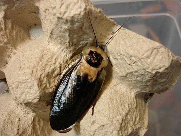 Таракан мертвая голова (blaberus craniifer)