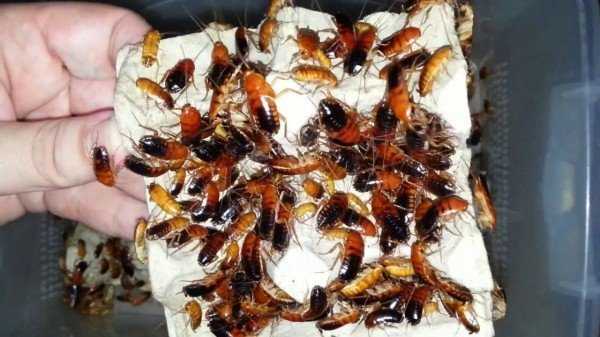 Содержание туркменских тараканов