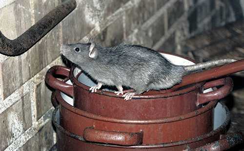 «Крысиная смерть»: плюсы и минусы, оценка эффективности препарата