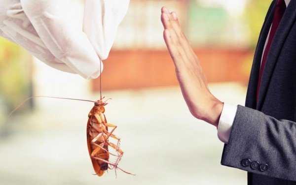 Блаттофобия – боязнь тараканов