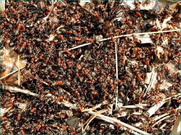 Различные фото муравьев