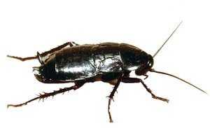 Черный таракан: его строение и нервная система 