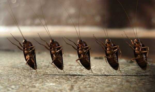 Блаттофобия – боязнь тараканов