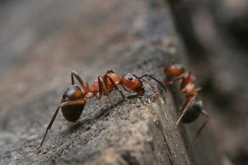 Как бороться с муравьями на пасеке