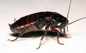 Тараканы: виды, особенности, как выглядят и как отличать 