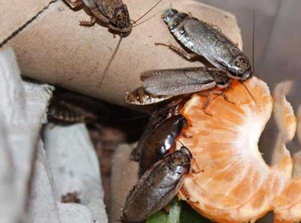 Чем кормить мраморных тараканов в домашних условиях