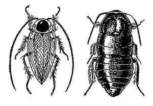 Черный таракан: его строение и нервная система 