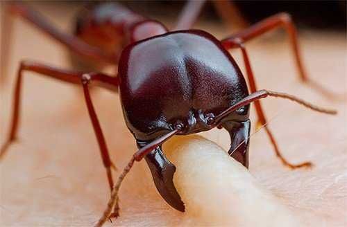 Опасны ли укусы муравьев?