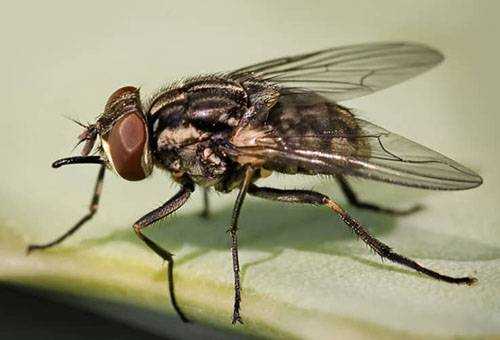 Стоит ли применять дихлофос, чтобы быстро избавиться от мух?