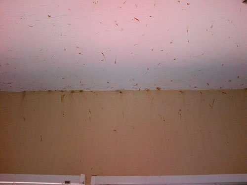 Как подготовить стены к поклейке обоев, чтобы под ними не завелись клопы? Что можно добавить в обойный клей от насекомых?