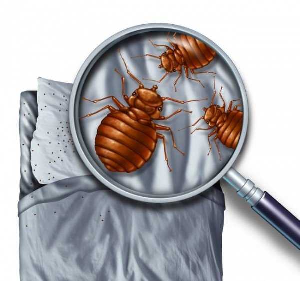 Как вывести клопов в домашних условиях быстро с использованием современных инсектицидов