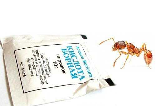 Применение борной кислоты от муравьев квартире