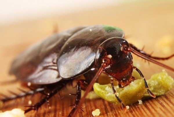 Применение средств с борной кислотой от тараканов 