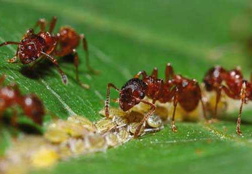 Симбиоз муравьев и тли