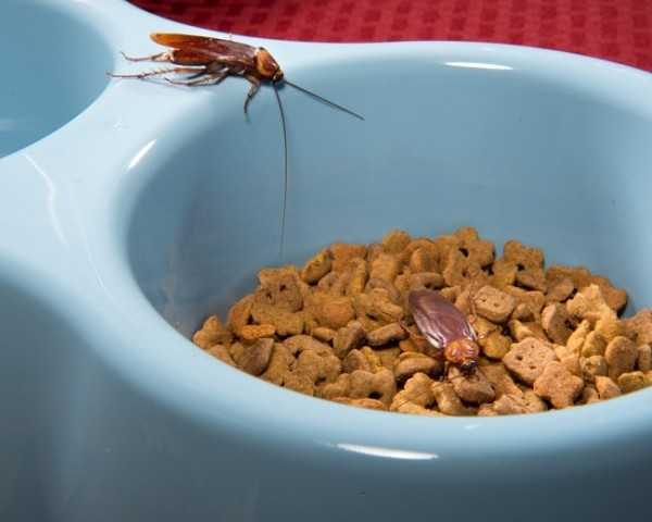 Клопы и тараканы: как избавиться от непрошеных гостей в доме?
