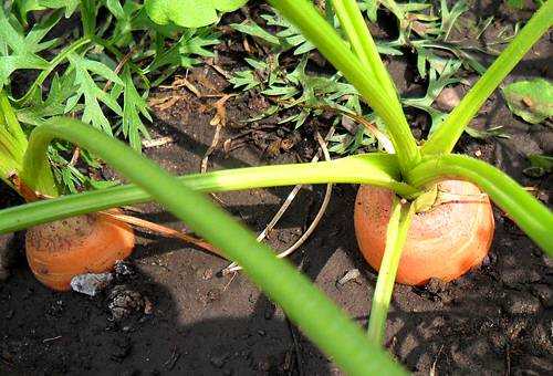 Муха морковная может существенно уменьшить урожай плодов, если вовремя не бороться с ней