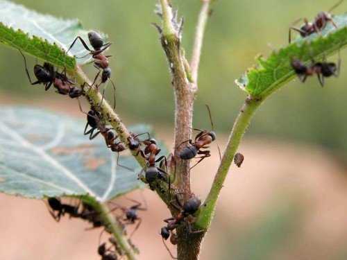 Как избавиться от садовых муравьев в теплице